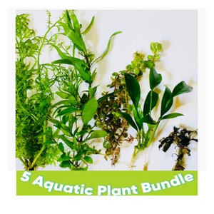 Peut inclure: Un lot de cinq plantes aquatiques différentes, comprenant des variétés vertes, brunes et rouges. Les plantes sont disposées sur un fond blanc avec le texte "5 Aquatic Plant Bundle" en bas.
