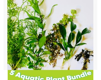 Custom made *Aquatic Plant Bundle*