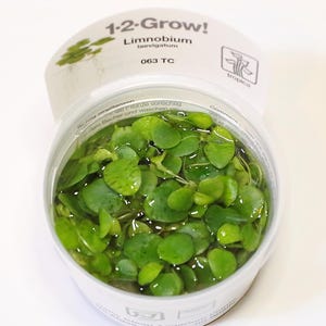 May include: A clear plastic container filled with green Limnobium laevigatum aquatic plants. The container has a white label with the text "1-2-Grow! Limnobium laevigatum 063 TC Tropica".