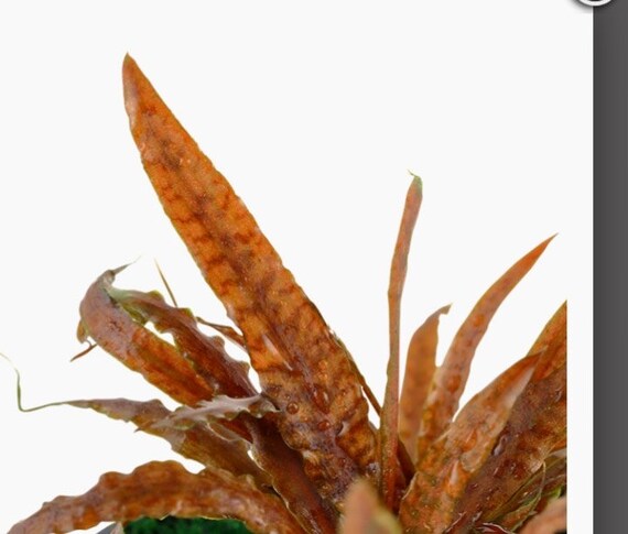 Cryptocoryne Albida 'brown', Potted, Aquarium Plant Foreground