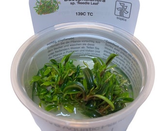 Bucephalandra Brownie Ghost 2011 - Etsy Canada
