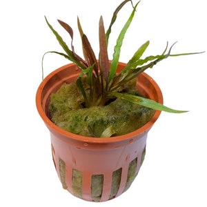 Cryptocoryne albida &#39;Brown&#39;, potted, Aquarium plant foreground, Easy