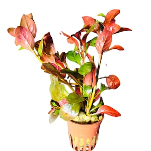 May include: A potted red and green aquatic plant with long stems and leaves. The plant is in a brown plastic pot with a mesh bottom.