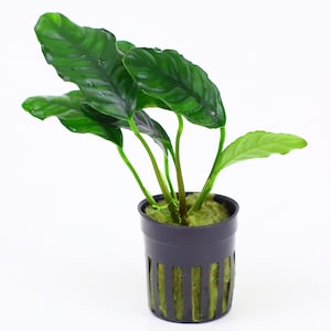 May include: A green potted plant with large, dark green leaves. The plant is in a black plastic pot with a mesh bottom.