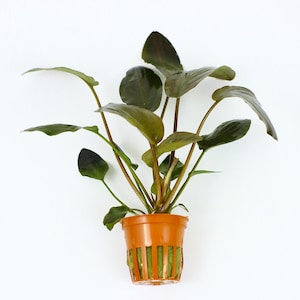 May include: A small potted plant with dark green leaves in a brown plastic pot. The plant is in a net pot with a brown plastic base.