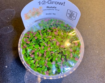Rotala h'ra, aquatic plant red