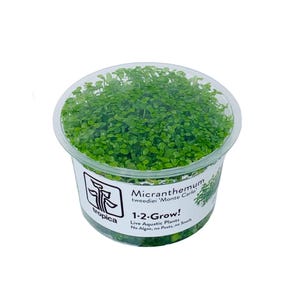 Micranthemum tweediei 'Monte Carlo'- Aquarium plant foreground