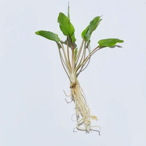 Peut inclure: Une petite plante verte avec de longues racines fines. La plante a plusieurs feuilles vertes et pointues.