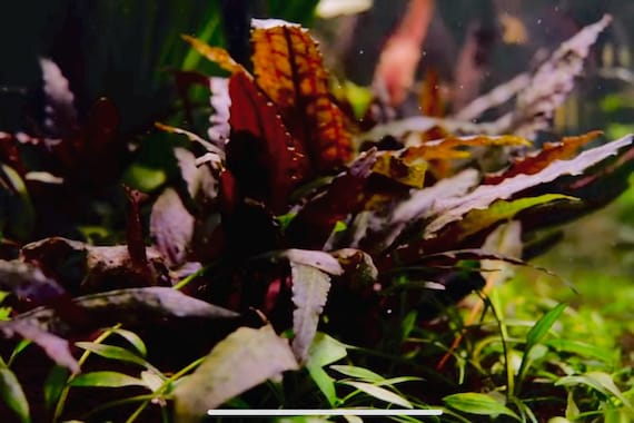 Cryptocoryne Wendtii 'tropica'-easy Aquarium Plant - Etsy