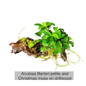 May include: Anubias Barteri petite and Christmas moss on driftwood. The aquatic plants feature bright green leaves and are attached to a piece of dark brown wood. The image text reads: Anubias Barteri petite and Christmas moss on driftwood.