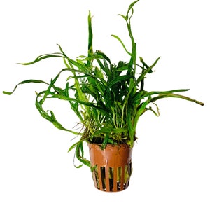 May include: A potted green aquatic plant with long, thin leaves. The plant is in a brown plastic pot with a mesh bottom.