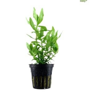 Peut inclure: Une plante verte en pot avec de longues feuilles étroites dans un pot en plastique noir avec des trous de drainage. La plante est étiquetée "easy" dans le coin supérieur droit de l'image.