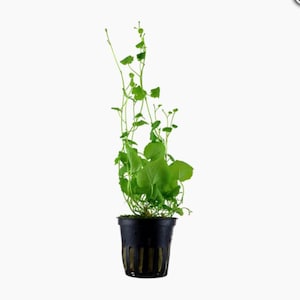 Peut inclure: Une plante verte en pot avec de longues tiges retombantes et de petites feuilles rondes. La plante est dans un pot en plastique noir avec des trous de drainage.