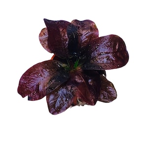 Peut inclure: Gros plan sur une plante rouge foncé, presque noire, avec de grandes feuilles humides. La plante est dans un petit pot et est probablement une plante aquatique.