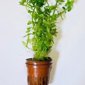 May include: A lush green aquatic plant with small, rounded leaves, in a brown plastic pot. The plant has long stems and is suitable for aquarium use. The pot has a slotted design for water circulation.
