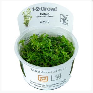 May include: A small plastic container with a clear lid filled with green Rotala rotundifolia 'Green' aquatic plants. The container has a label that reads "1-2-Grow!" and "Rotala rotundifolia 'Green' 033A TC tropica". The label also says "Live Aquatic Plants 100% Clean Aquarium Plants. No Algae, no Pests, no Snails."