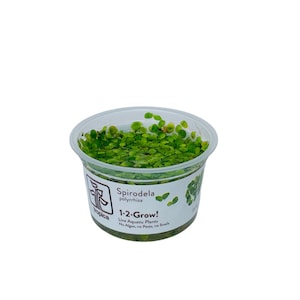 Giant Duckweed-floating plant