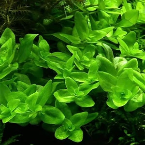 May include: A close-up shot of bright green aquatic plants. The plants have rounded leaves and are densely packed together. The vivid green colour indicates healthy growth, suitable for aquariums or terrariums. The image shows a natural, thriving environment.