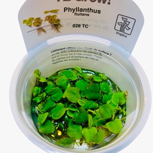 Peut inclure: Gros plan sur un récipient en plastique transparent rempli d'un bouquet de plantes aquatiques vertes Phyllanthus fluitans. Le récipient porte une étiquette blanche avec le texte "1-2-Grow! Phyllanthus fluitans 028 TC tropica".