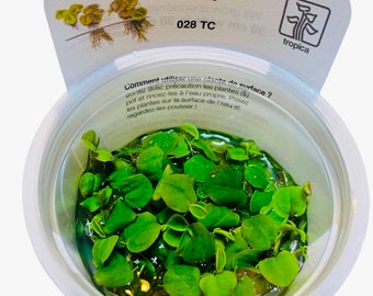 Red root floaters, Phyllanthus fluitans, Tropica 1-2-GROW,Aquarium floating plant