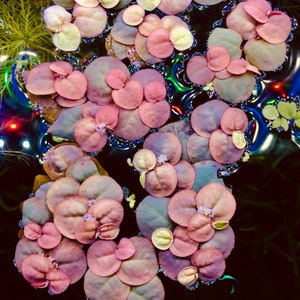May include: A close-up of a cluster of pink and purple aquatic plants with small white flowers floating in a dark blue water tank.