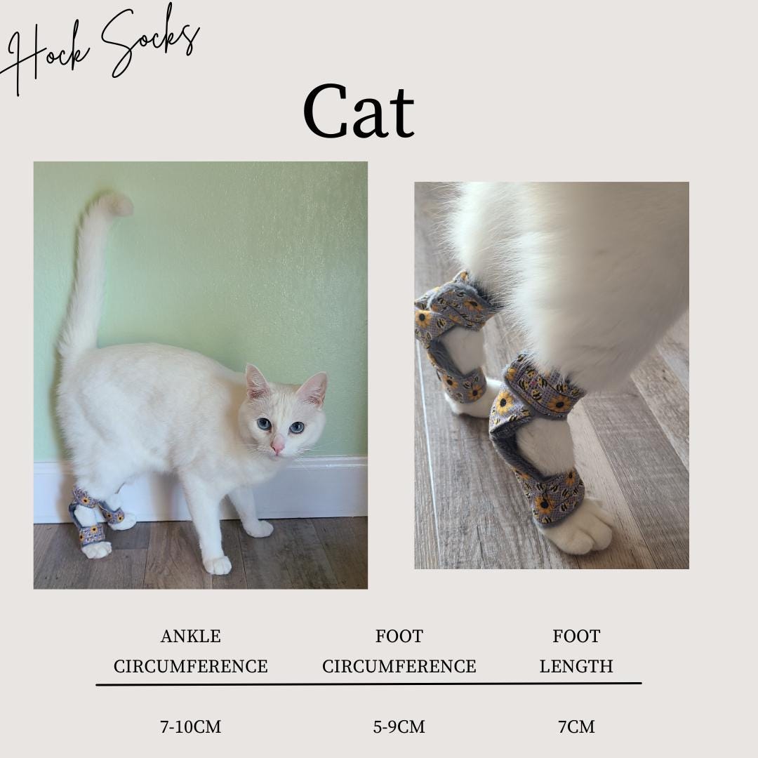 Cat Bite Cat Paw Swollen After Fight Cat Hock Socks