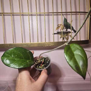 May include: A Hoya plant cutting with two thick, glossy, dark green leaves and a thin stem, rooted in a small, clear plastic cup filled with dark potting soil and perlite, featuring a small, bright orange plastic plant marker.