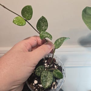Hoya high splash  silver Mathilde