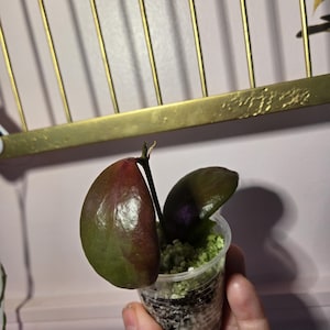 Beautiful Hoya Anulata watermelon colors, easily some stresses pinky red parts of it still have the medium green shade active growth