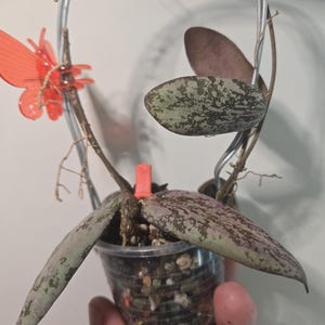 Hoya sigillatis wide form the mother has some bigger wider leaves silver purple Sunstress in pon and trellised up. Actively growing.