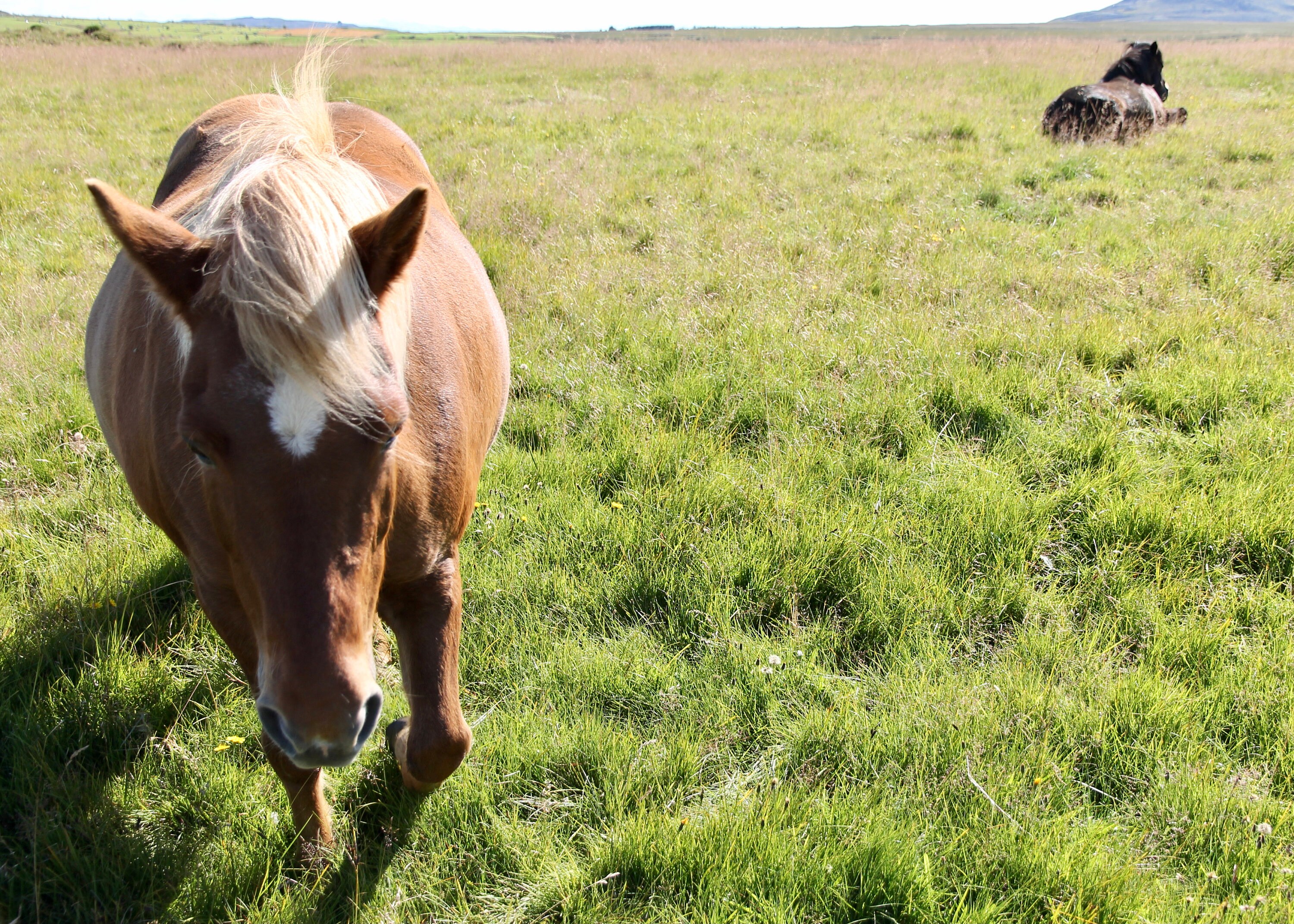 Icelandic Horse for sale compared to CraigsList Only 2 left at 75