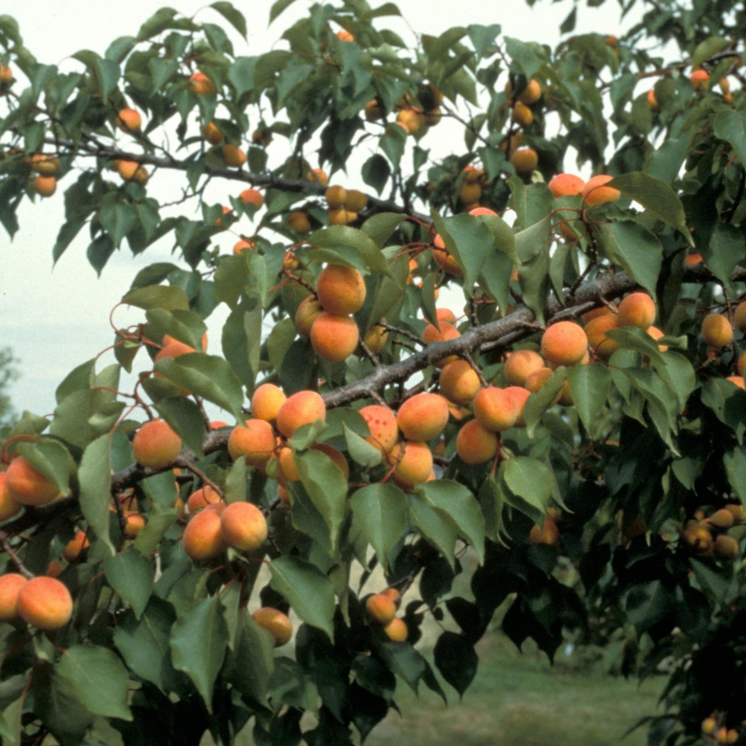 Live Palnt Hardy Apricot Fruit Trees Tropical Trees Etsy