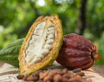 15 Fresh Sustainably-Grown Cacao Seeds from Puerto Rico Details about CACAO SEEDS 15 Fresh Sustainably-Grown Cacao Seeds from Puerto Rico Details about CACAO SEEDS