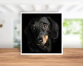 Dachshund Greetings Card, Dachshund Birthday Card, Dachshund Thank you Card, Dachshund  Christmas Card, Card for Dachshund Owner, Coaster