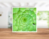 Card for Nature Lovers, Wonders of Nature Card, Super Nature Card, Green Alpine Succulent Card, Alpine Succulent Card, Bright Green Card