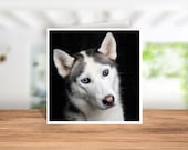 Siberian Husky Card, Siberian Husky Birthday Card, Siberian Husky  Thank you Card, Siberian Husky  Christmas Card, Siberian Husky Owner card