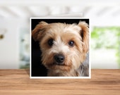 Yorkshire Terrier Card, Yorkshire terrier Birthday Card, Yorkshire terrier Thank you Card, Yorkshire terrier Christmas Card,