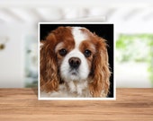 Cavalier King Charles Spaniel Card Cavalier King Charles Birthday Card, Cavalier King Charles Thank you Card Cavalier King Charles Xmas Card