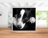 Border Collie Card, Border Collie Birthday Card, Border Collie Thank you Card, Border Collie Christmas Card, Border Collie Owner cardCoaster