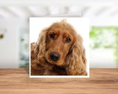 Cocker Spaniel Card, Cocker Spaniel Birthday Card, Cocker Spaniel Thank you Card, Cocker Spaniel Christmas Card, Cocker Spaniel Owner card