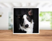 Border Collie Card, Border Collie Birthday Card, Border Collie Thank you Card, Border Collie Christmas Card, Border Collie Owner cardCoaster