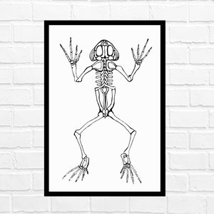 May include: A black and white line drawing of a frog skeleton. The frog is in a standing position with its legs spread out.