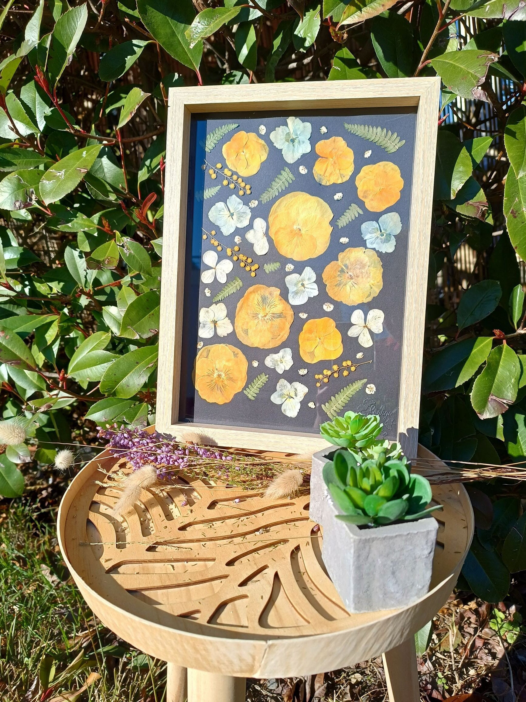 Herbier Fleurs - Marguerites