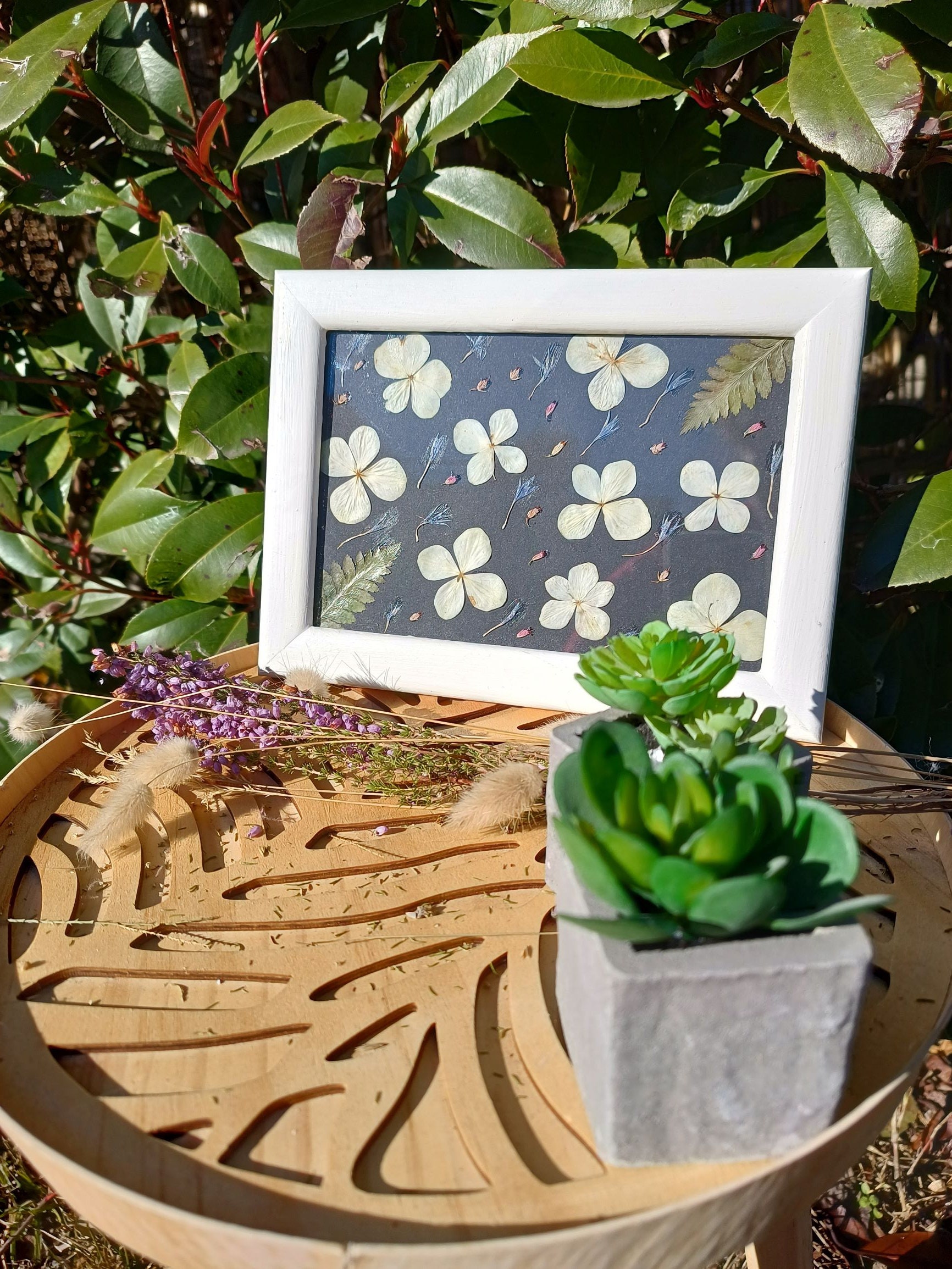 Herbier Fleurs - Hortensias