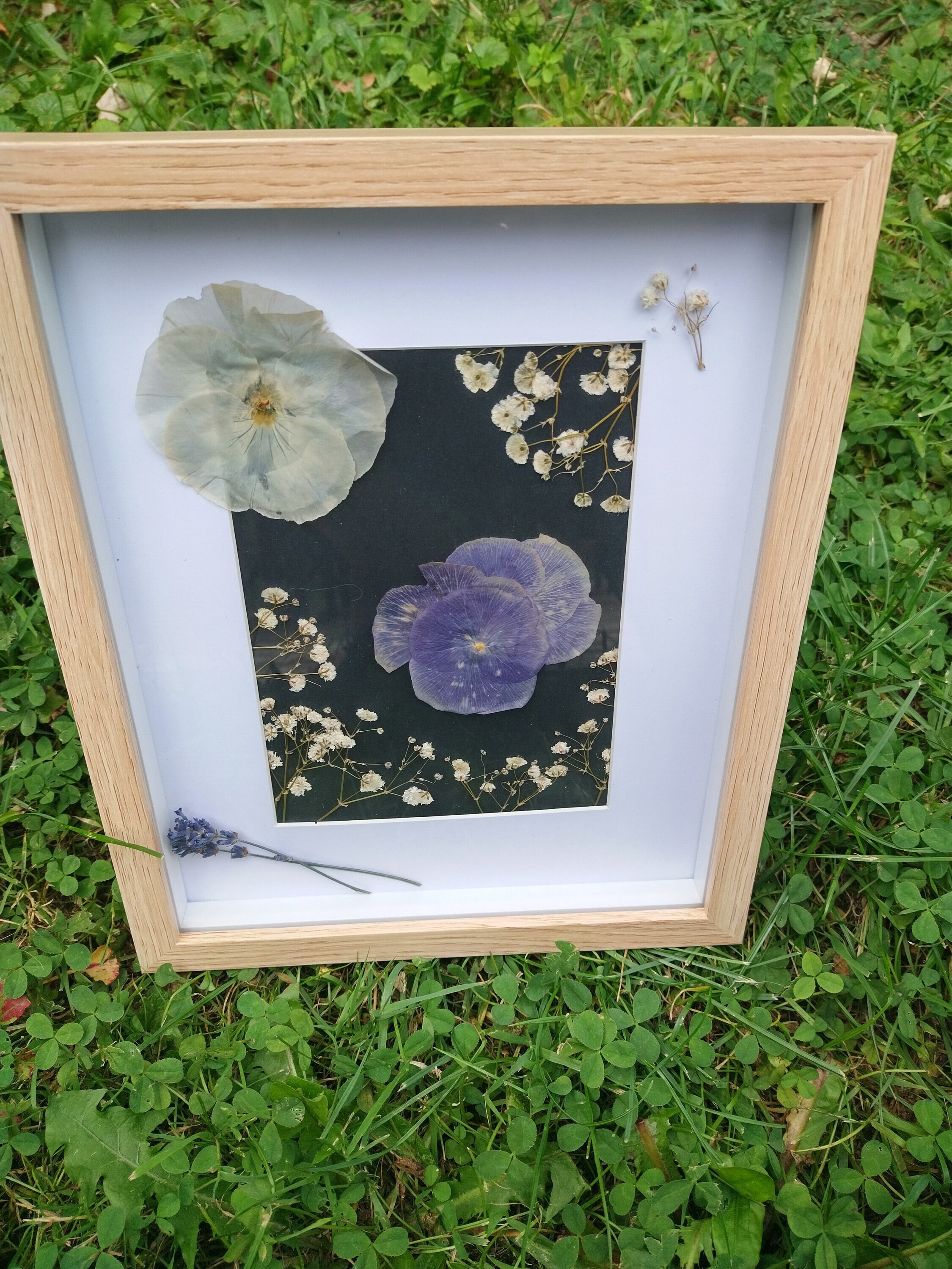 Herbier - Pensées Gypsophile