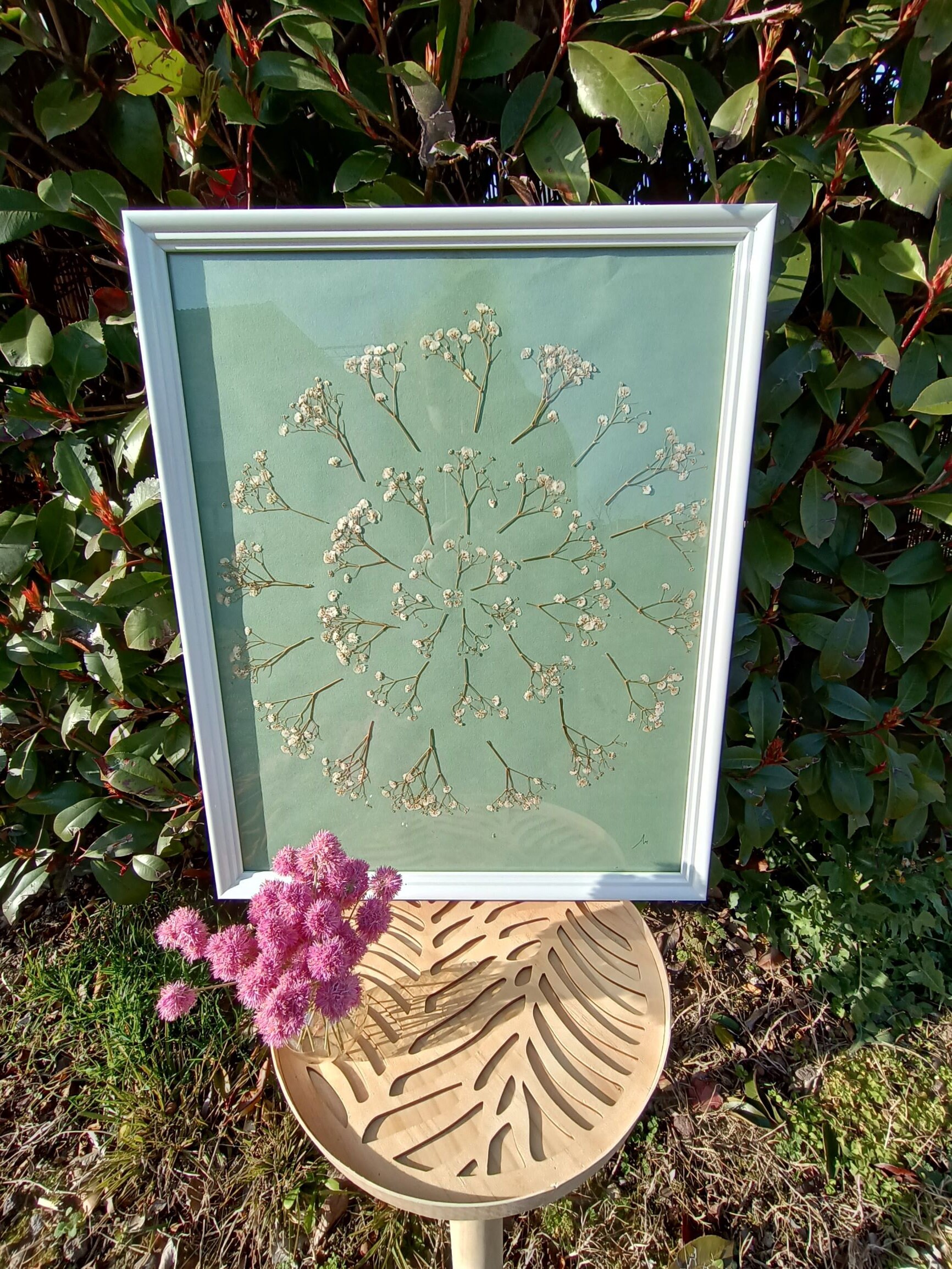 Herbier Fleurs - Gypsophile