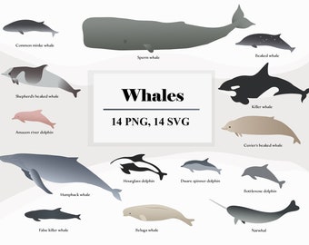 Whales Clip Art - Whale vector - Dolphin vector - SVG, PNG - Sea animals - Ocean animal Whale illustration