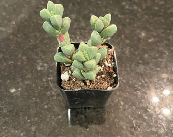 Ice Plant Succulent Etsy Singapore