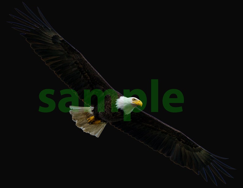 Eagle Sample 3300px X 2550px 300 DPI Bald Eagle in Flight Digital Download of Eagle ...