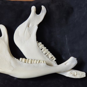Hirschkiefer Knochen